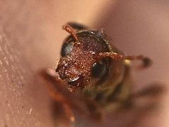 Neoclytus acuminatus