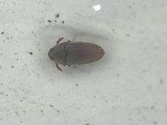 Trixagus chevrolati