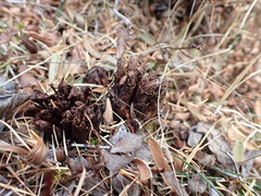 Mannagettaea hummelii