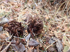 Mannagettaea hummelii