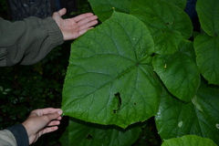 Paulownia tomentosa