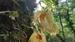 Stanhopea graveolens