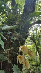 Stanhopea graveolens