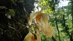 Stanhopea graveolens
