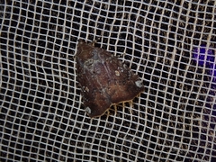 Amyna stellata