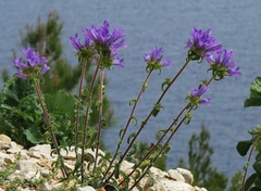Campanula lingulata