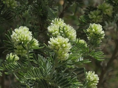 Anthyllis barba-jovis