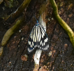 Cyclosia latipennis