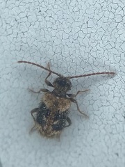 Ptinus texanus