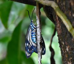 Cyclosia latipennis