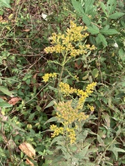 Solidago rugosa sphagnophila