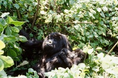 Gorilla beringei beringei