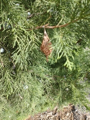 Thyridopteryx ephemeraeformis