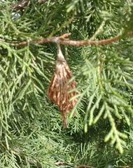 Thyridopteryx ephemeraeformis