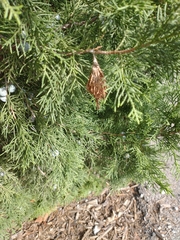 Thyridopteryx ephemeraeformis