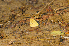 Colotis calais calais