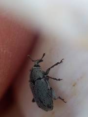 Trichobaris compacta