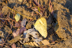 Colotis calais calais