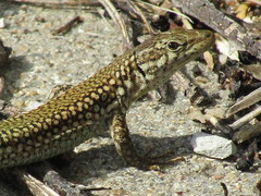 Podarcis virescens