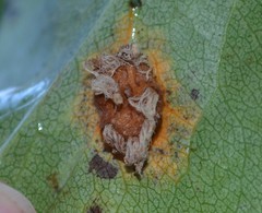 Gymnosporangium sabinae