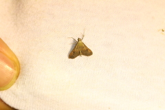 Dolicharthria punctalis