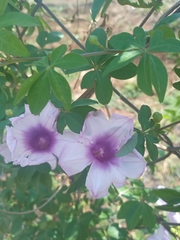 Ipomoea