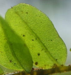 Plagiomnium ellipticum