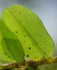 Plagiomnium ellipticum