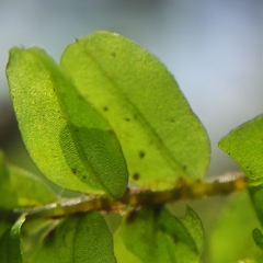 Plagiomnium ellipticum