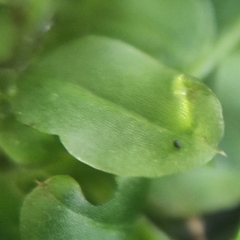 Plagiomnium ellipticum