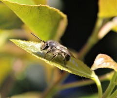 Cadeguala albopilosa