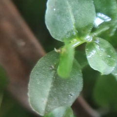 Plagiomnium ellipticum