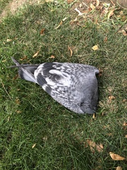 Columba livia domestica