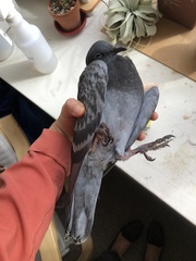 Columba livia domestica