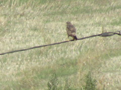 Buteo buteo