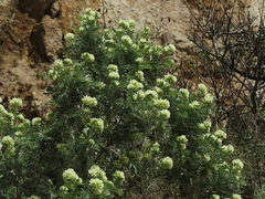 Anthyllis barba-jovis