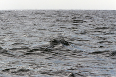 Eubalaena glacialis