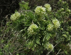 Anthyllis barba-jovis