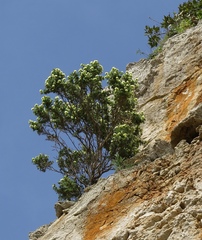 Anthyllis barba-jovis