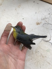Setophaga americana