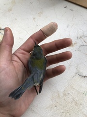 Setophaga americana
