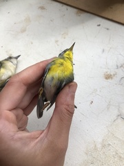 Setophaga americana
