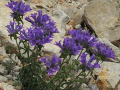 Campanula lingulata