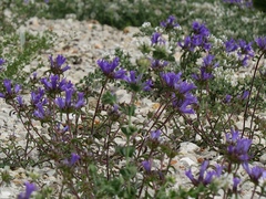 Campanula lingulata