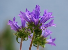 Campanula lingulata