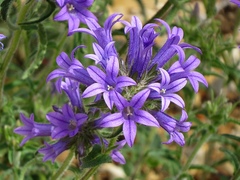 Campanula lingulata
