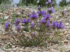 Campanula lingulata