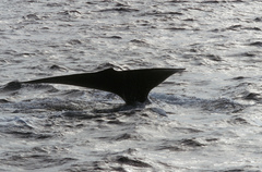 Eubalaena glacialis