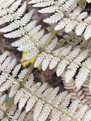 Athyrium filix-femina