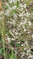 Eupatorium torreyanum